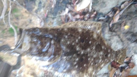 シーバスウェーディング