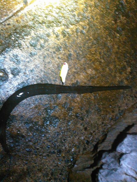 浜名湖シーバスナイトゲーム