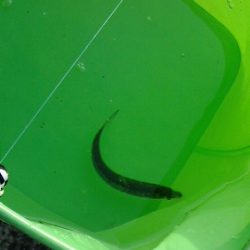 サビキでわらしべならず