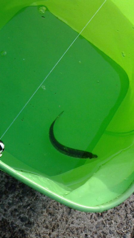 サビキでわらしべならず