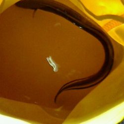 ブラクリでアナゴ