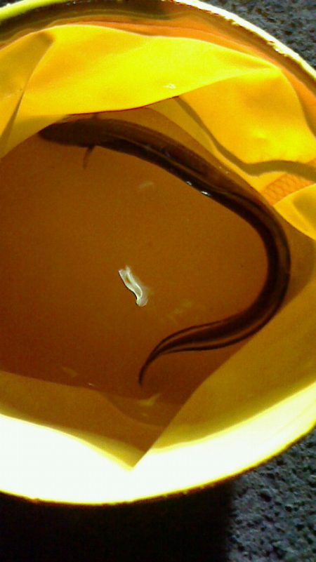 ブラクリでアナゴ