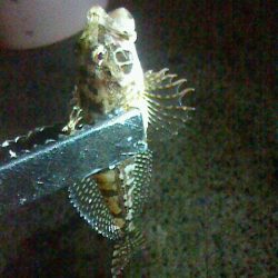 サビキ後のブラクリ