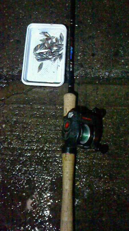 雨の中アナゴ釣り