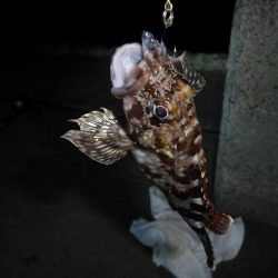 キビナゴ15匹で1ダース