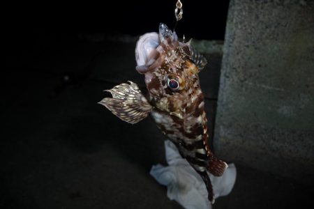 キビナゴ15匹で1ダース