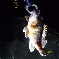 不甲斐ない釣り収め