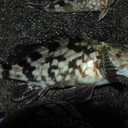 ヘチガシリング