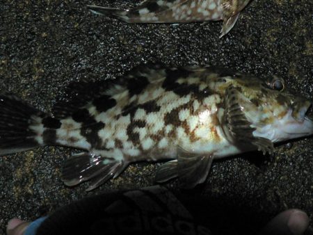 ヘチガシリング