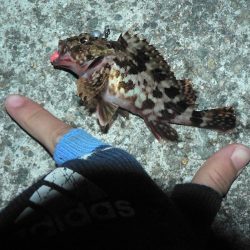 やっぱりガシラよりアジ！