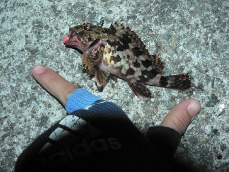 やっぱりガシラよりアジ！