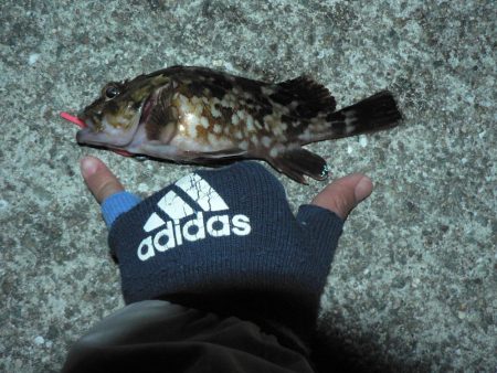 メバルいるんだけどなぁ～