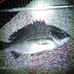 紀州釣りでチヌゲット!