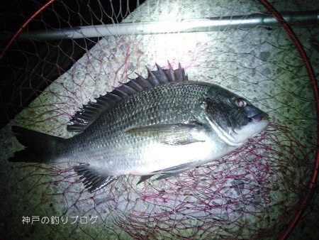 紀州釣りでチヌゲット!