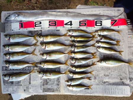 やっぱり凄い佐田岬!!　アジング釣行