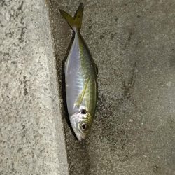 仕事終わりの夜釣り