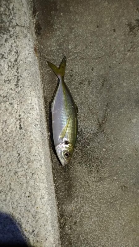 仕事終わりの夜釣り