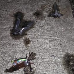 ヒイカリベンジ