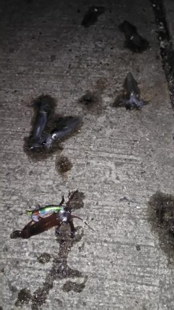 ヒイカリベンジ