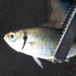 釣り納めライトゲーム