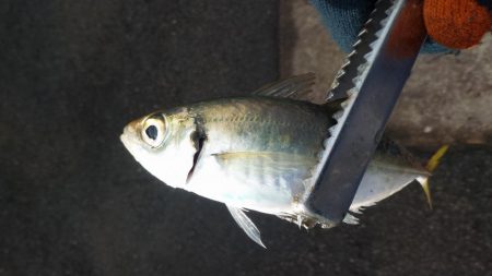 釣り納めライトゲーム