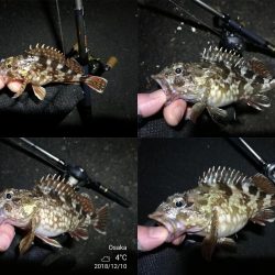 南港カモメ大橋ヘチ釣行 （ガシラ好釣果、小シーバス　釣果有り）