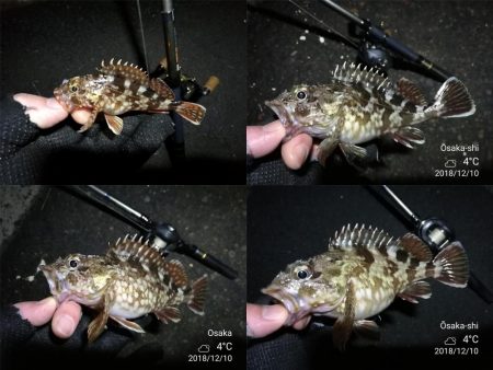 南港カモメ大橋ヘチ釣行 （ガシラ好釣果、小シーバス　釣果有り）