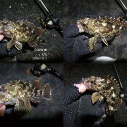 南港カモメ大橋ヘチ釣行 (激サム好釣果!キビレ44cm!、ガシラ、シーバス 釣果有り)