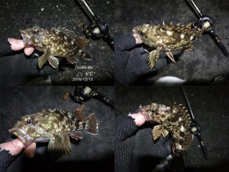南港カモメ大橋ヘチ釣行 (激サム好釣果!キビレ44cm!、ガシラ、シーバス 釣果有り)