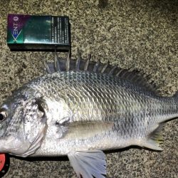 5目釣りクロダイ、キビレ、カマス、アナゴ