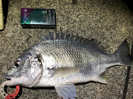 5目釣りクロダイ、キビレ、カマス、アナゴ