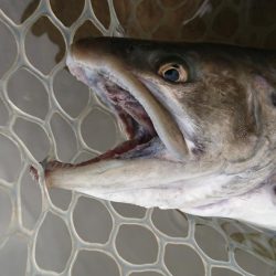 アクアヘヴン大イワナ捕獲成功♪