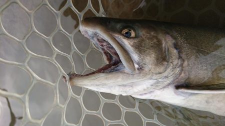 アクアヘヴン大イワナ捕獲成功♪