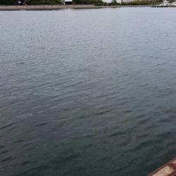 南港 最湾奥のタチウオ調査