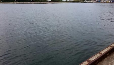 南港 最湾奥のタチウオ調査