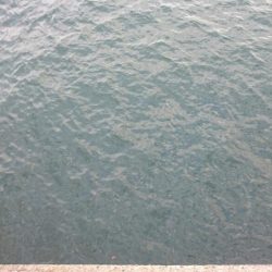 しつこく太刀魚釣り