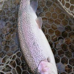 12月中旬の芥川エリアトラウトエントリー