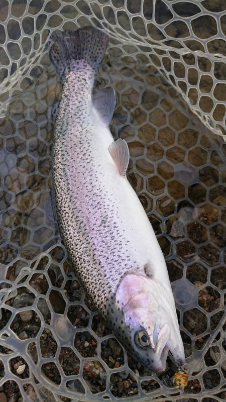 12月中旬の芥川エリアトラウトエントリー