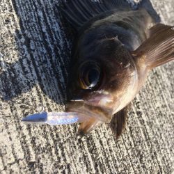 冬の釣り。”メバリング”