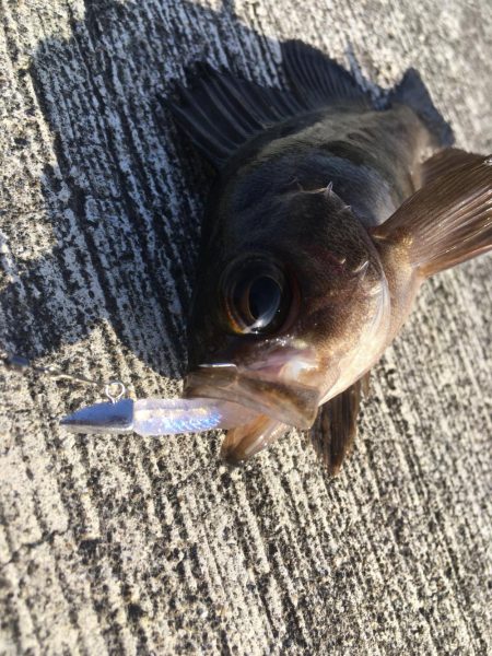 冬の釣り。”メバリング”