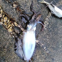 アオリイカ2杯あがりました!!