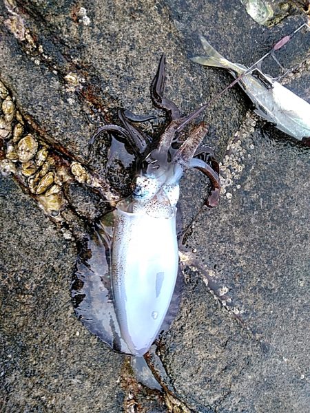 アオリイカ2杯あがりました!!