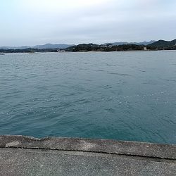 アジ釣れてます!!