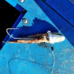 太刀魚絶好調です!!