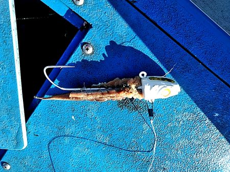 太刀魚絶好調です!!