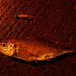 アジングで太刀魚