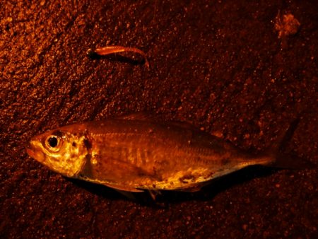 アジングで太刀魚