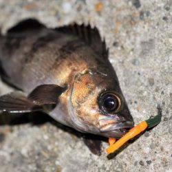 富浦新港にてメバル釣り