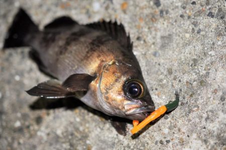 富浦新港にてメバル釣り