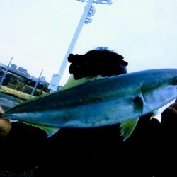 久しぶりの青物